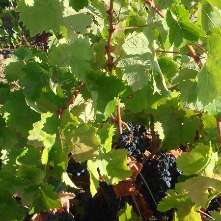 Herdade Das Rosadas Mourao Ngoại thất bức ảnh